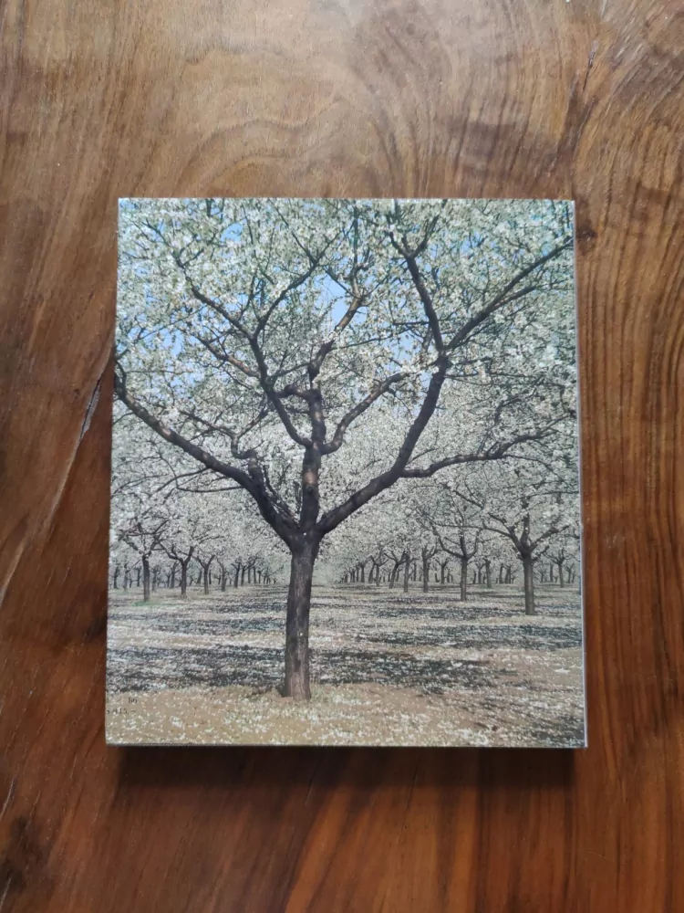 VLADIMÍR MIKULICA - Břeclavsko