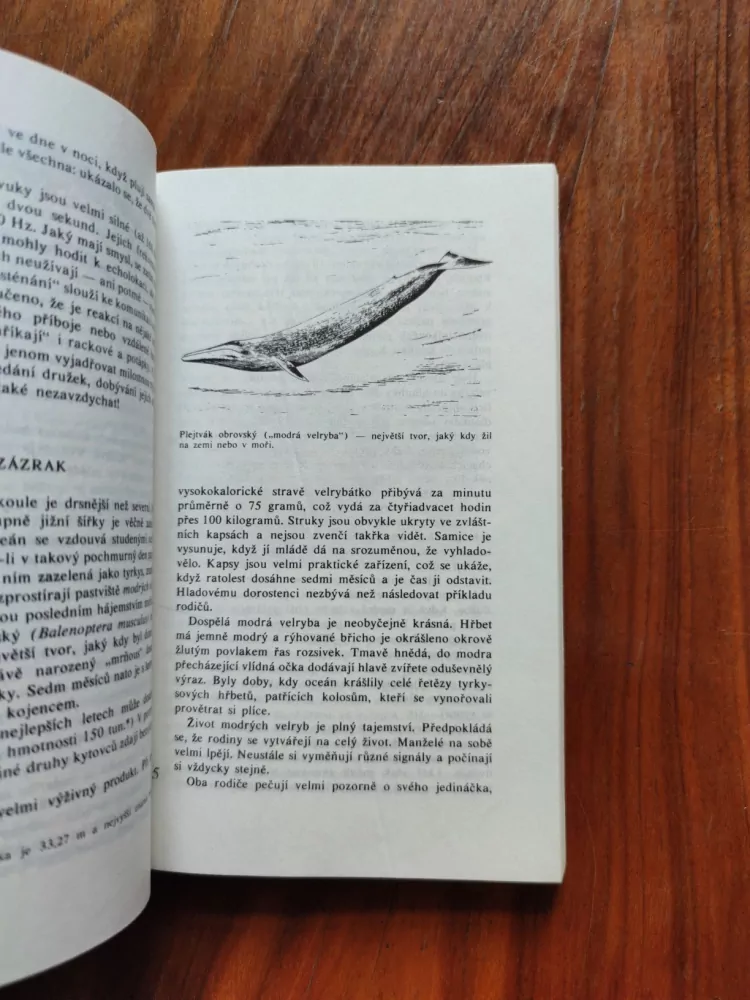 BORIS SERGEJEV - Delfíni nebo radary?